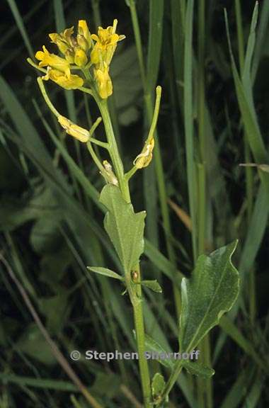 barbarea orthoceras 1 graphic